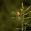 Cervenka obecna - Erithacus rubecula - European Robin o8508